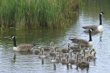 Canada Geese